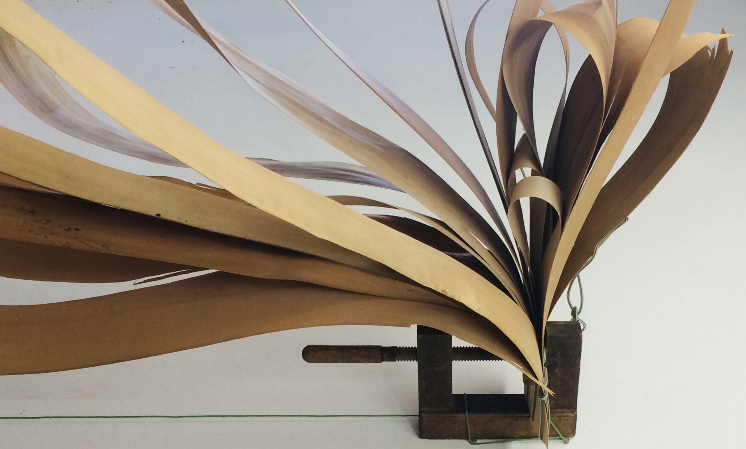 work: rosa-violetta zettl